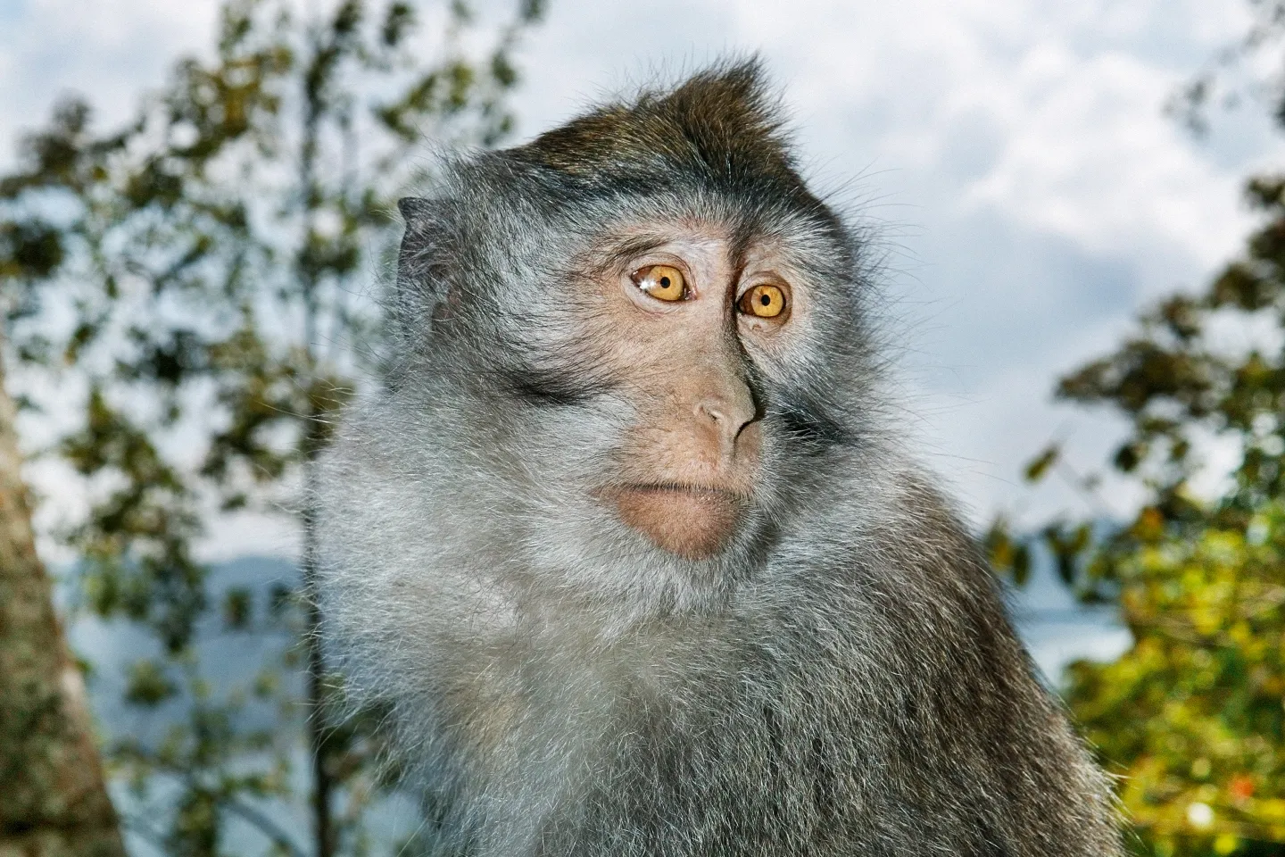 Big Pharma's favorite lab monkey, the long-tailed macaque.